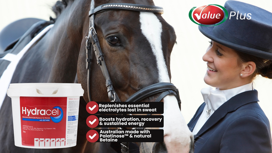 🐴 Why Hydracel Advanced is Essential for Equine Hydration in the Warmer Months