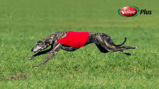 The Power of Hydration: Boosting Performance in Greyhounds with Value Plus Electrolyte Liquid