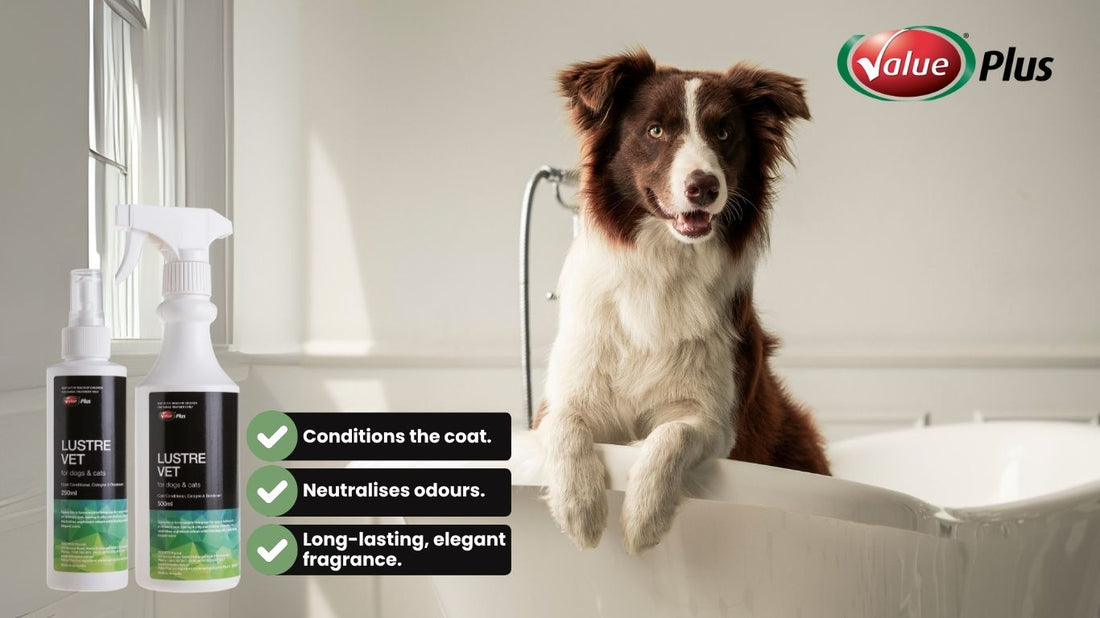 LustreVet: Shine, Freshen, and Pamper Your Pet Between Baths