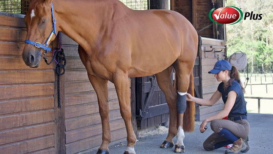 Why Every Stable Should Have Value Plus Cotton Wool Roll