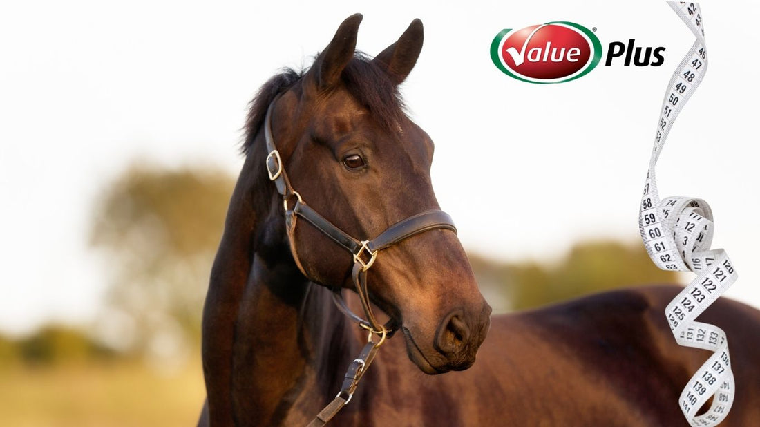 How do I calculate my horse's bodyweight?