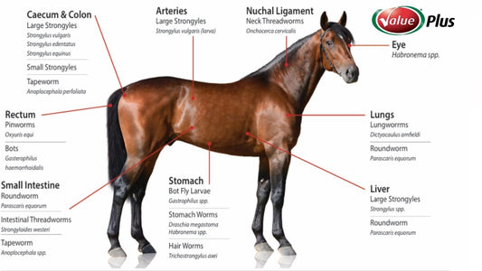 Types of worms found in the horse.